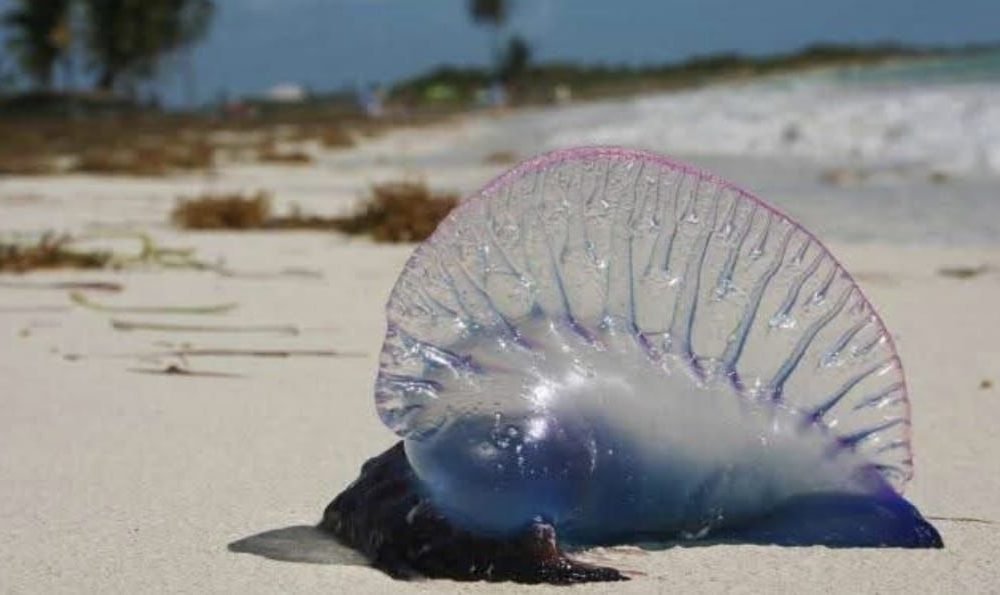 CORALINA hace un llamado preventivo por la llegada a las playas de la popular «agua mala» – El Extra