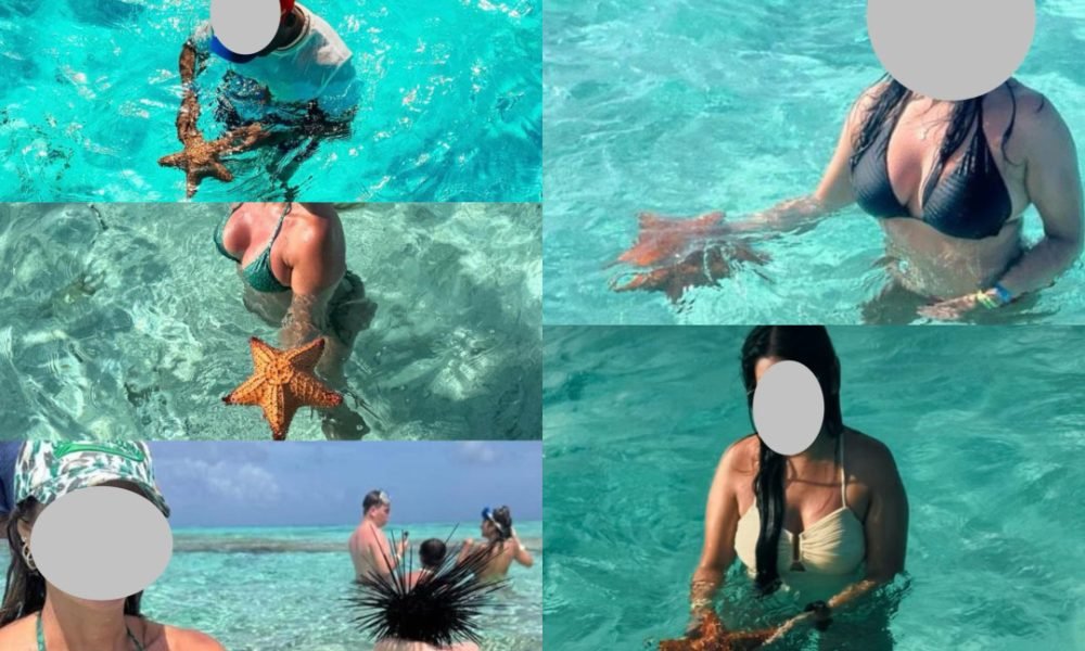 CORALINA advierte peligros en la manipulación de la fauna marina en San Andrés