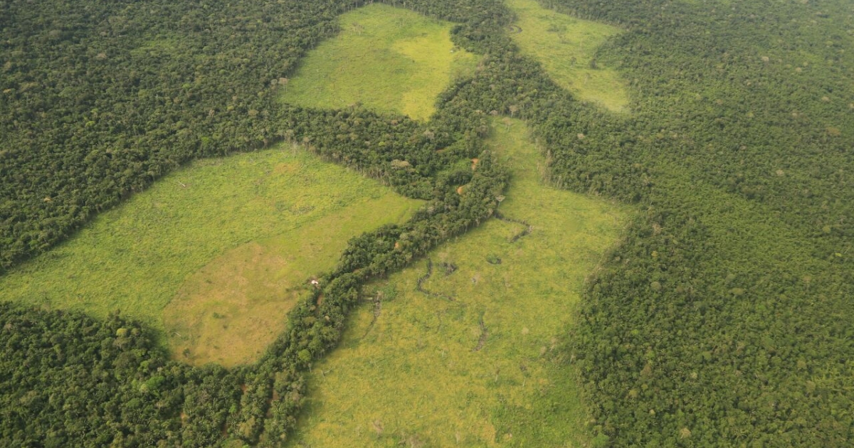 Deforestación cae 33 % en Colombia en 2025, pese a focos