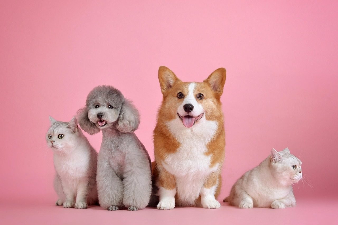 El emprendedor que creó app para el cuidado de las mascotas