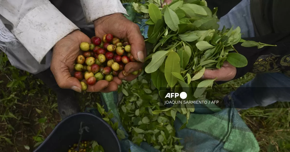 Exportadores de café, en alerta por aranceles