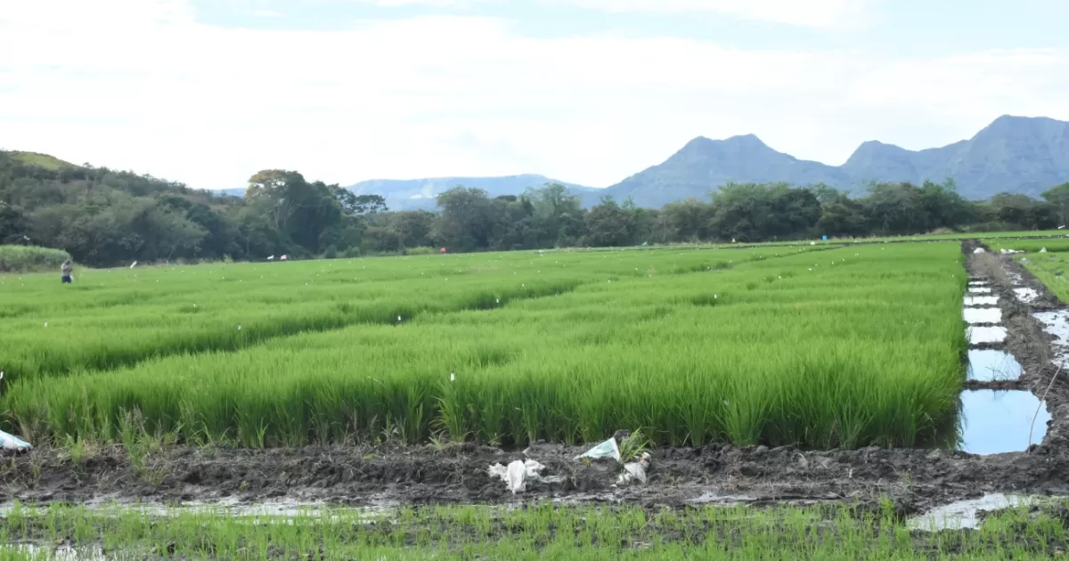 Precios del arroz por región tras acuerdo con arroceros