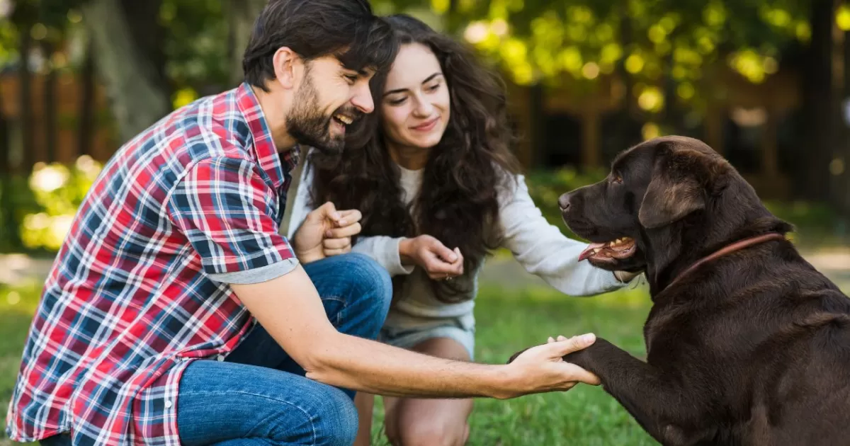 Dueños de PERROS, atentos a nueva ley en Colombia y multas