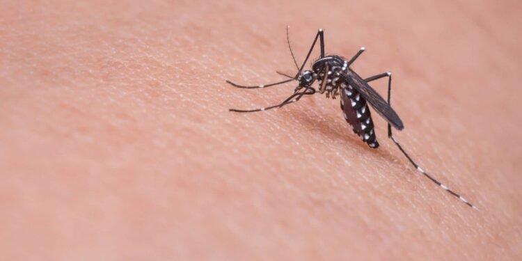 OMS alerta por chikunguña: Brote en el Índico podría desatar nueva epidemia regional