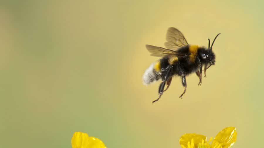 China crea la primera abeja cíborg