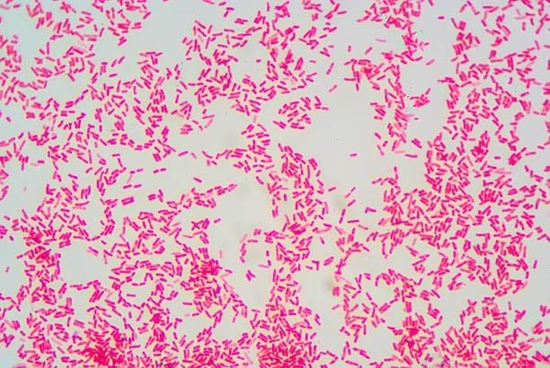 Bacteria diseñada abre puertas a terapias microbianas revolucionarias