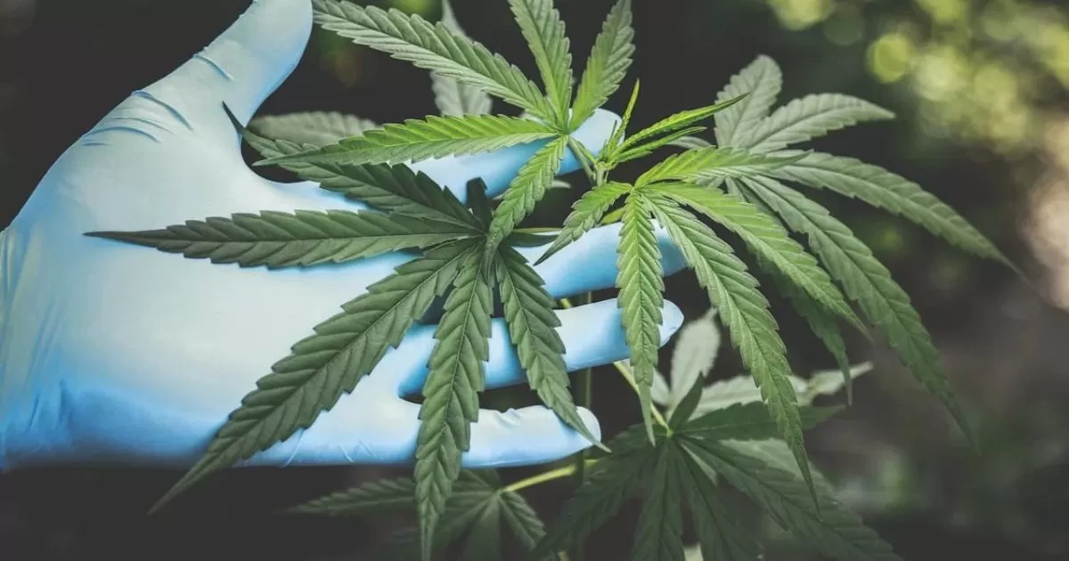 Nuevo INTENTO por regular el CANNABIS en Colombia