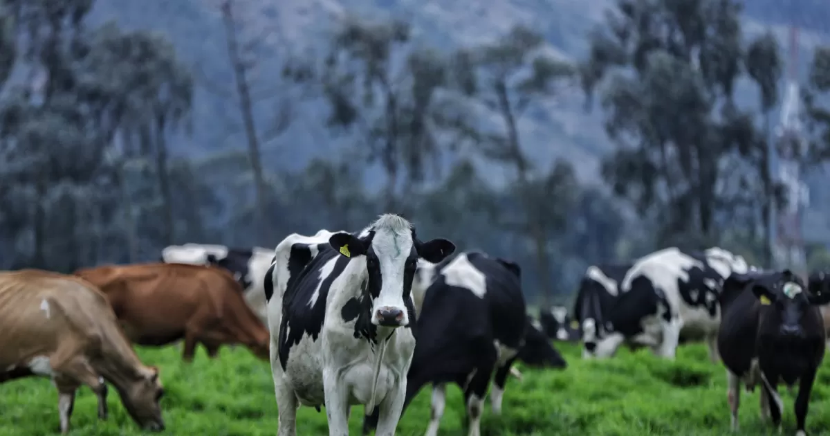 Plantas colombianas serán auditadas para exportar a Chile